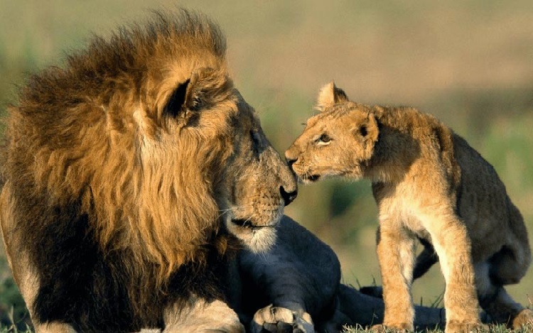 What Is Gir National Park Famous For
